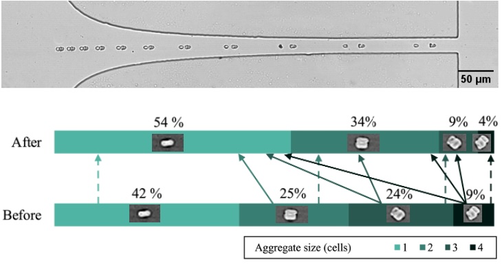 Dissociation d'agrégats dans une constriction hyperbolique