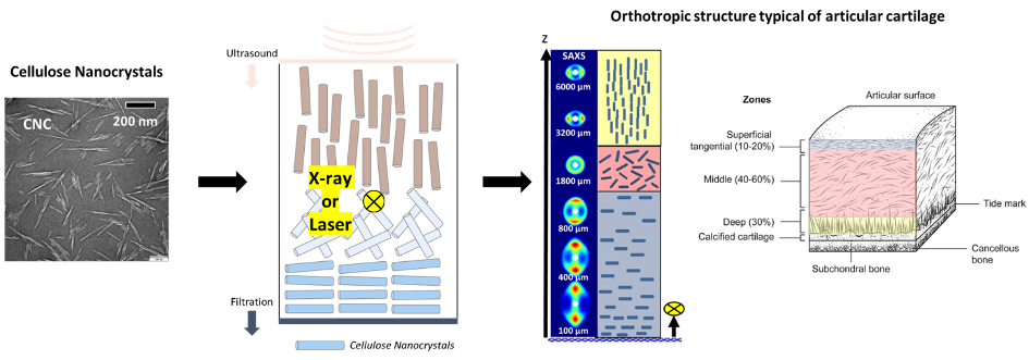 spensions de nanocristaux de cellulose 