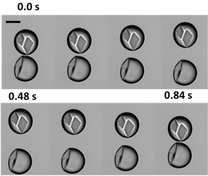 bouncing micropcapsules
