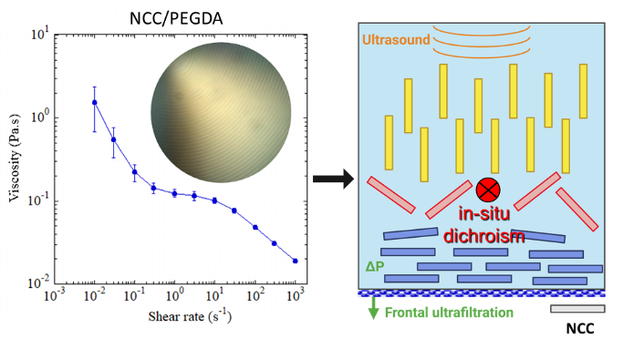 Comportement cristal liquide d’une suspension NCC/PEGDA, mis en évidence par sa courbe d’écoulement et les phases cholestériques observées par microscope à lumière polarisée (gauche) et formation d’une organisation orthotrope sous l’action combinée de l’ultrafiltration frontale et des ultrasons, caractérisée par dichroïsme in situ (droite).